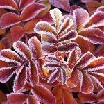 Rose Lanchonete