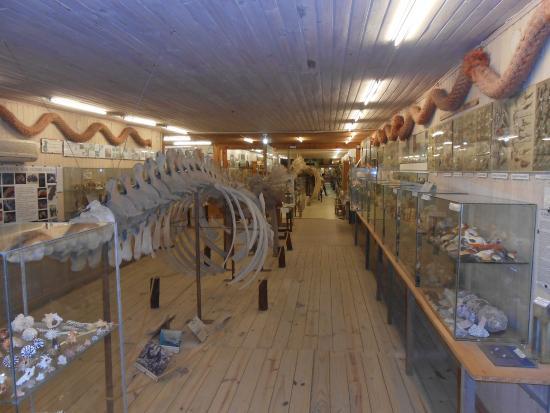 del Museo del Mar