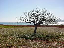 Cala Martina