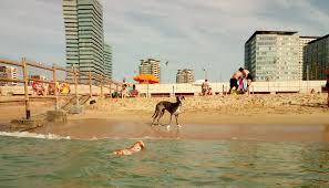 Playa de la Picordia - Playa canina