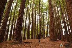Bosque De Secuoyas