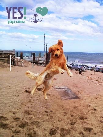 Yes Playa Canina