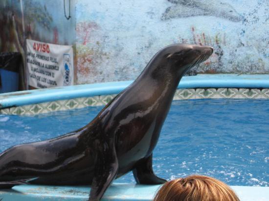 el Acuario Maz