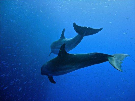Dive Club Tenerife - Ocean Project