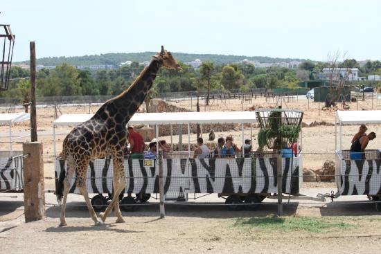 el Safari Zoo
