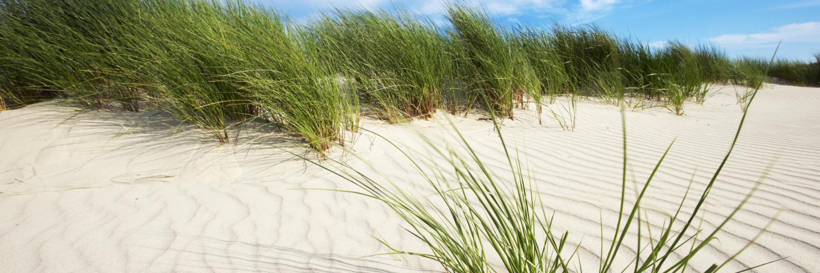 Parque Dunas